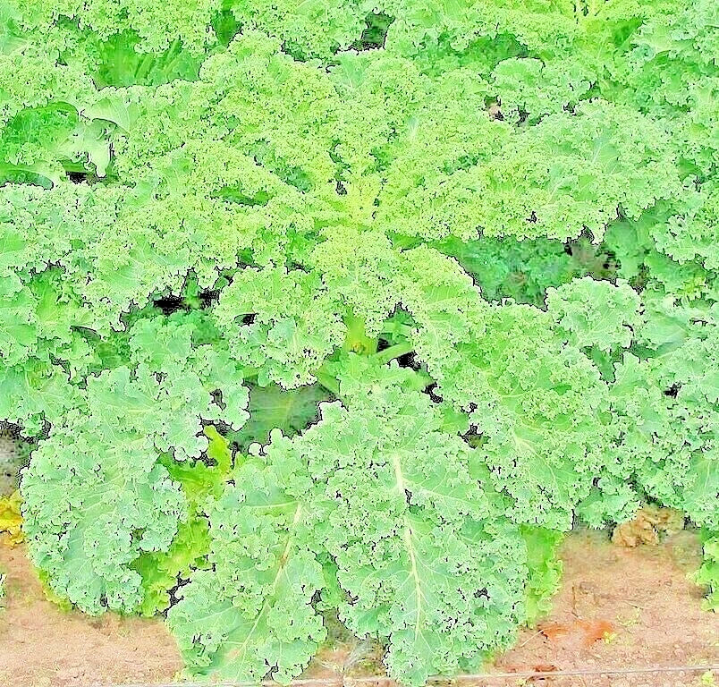 Kale Seeds Dwarf Spring Mix 1200+ Non-GMO Vegetable Garden Microgreens Brassica oleracea