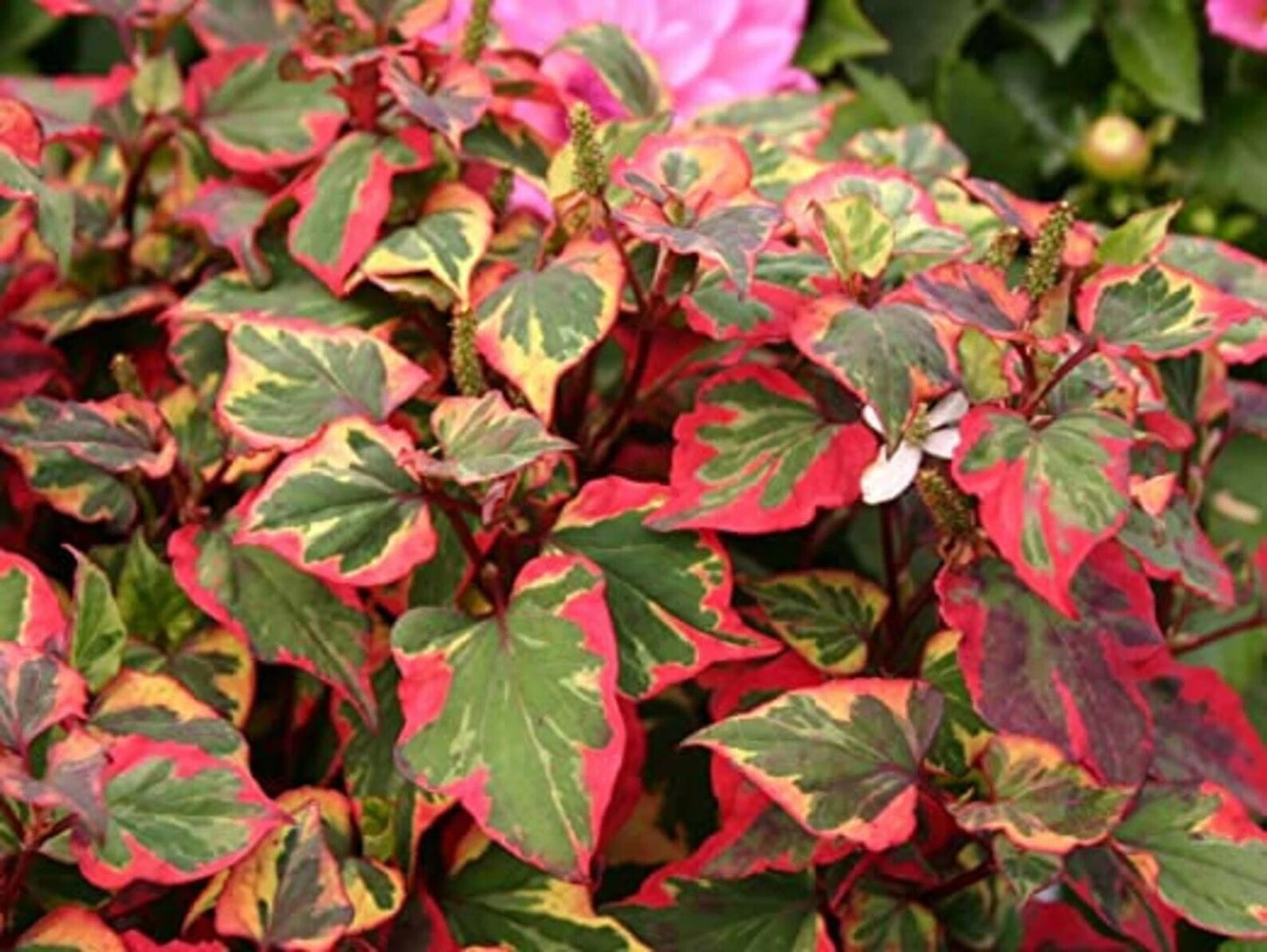 Bareroot Variegated Houttuynia Cordata Plants - Hardy Ground Cover, Live Perennial