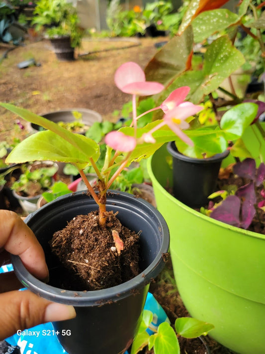 Begonia Grandis Pink Flower Perennial Plant - Shade Loving Woodland Container Foliage