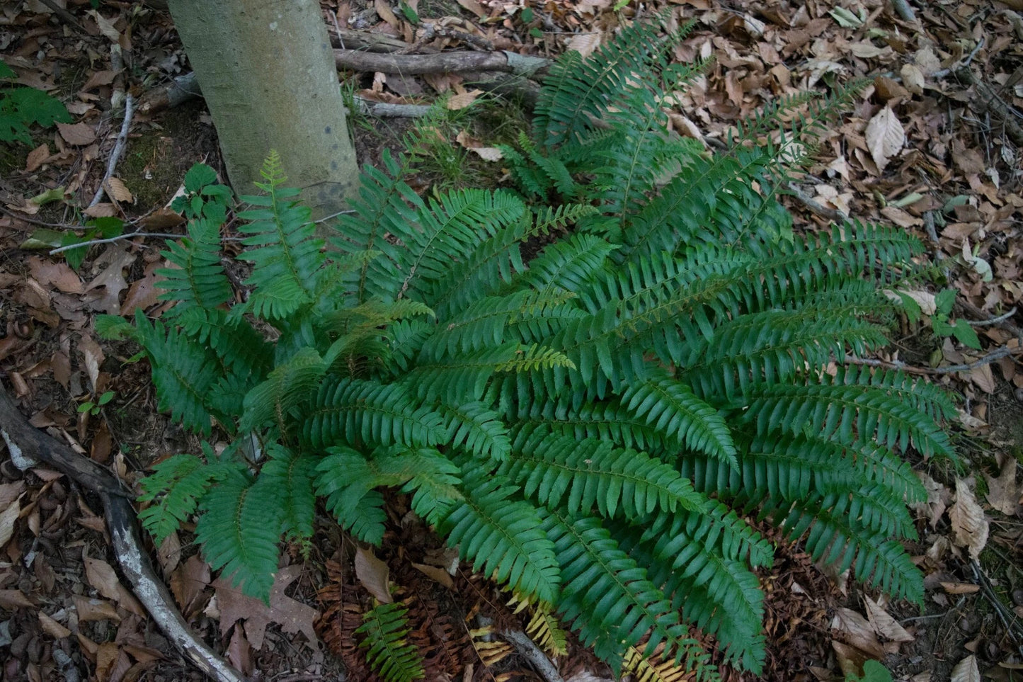 Christmas Fern Plant - 2-3 ft Evergreen Polystichum Acrostichoides - Dense Fronds for Shade, Erosion Control, Winter Wildlife Habitat