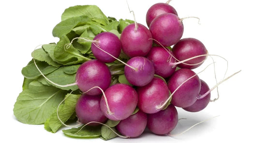 Malaga Radish Seeds - 500+ Pack for Garden Planting - Raphanus sativus - USA Grown, Non-GMO, Fast Germination