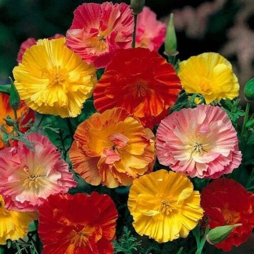 California Mission Bell Poppy Seeds - Double Type, Colorful, Annual Flower (Eschscholzia californica)