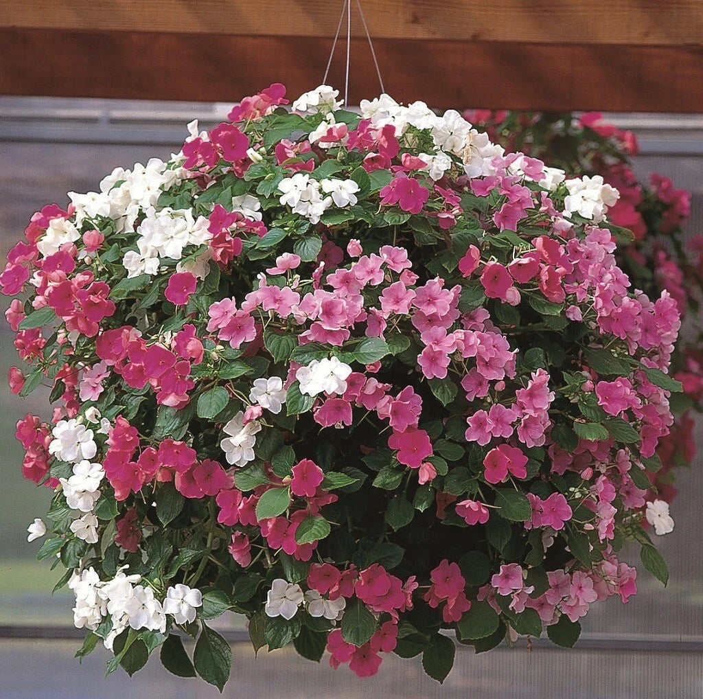 Busy Lizzy Seeds 1000 Pack Mystic Mix Impatiens Accent Premium Colors (Impatiens walleriana)