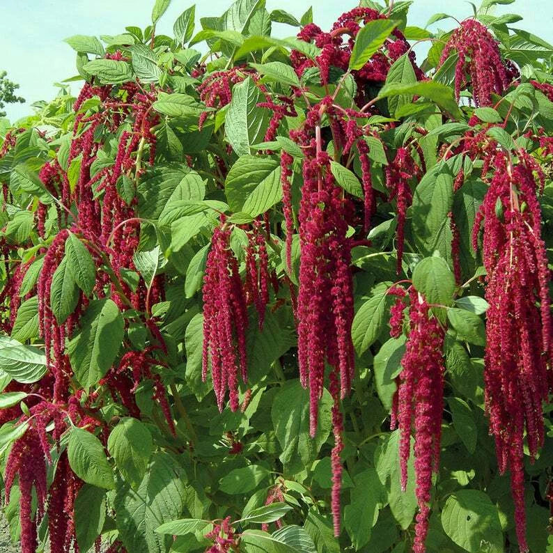 Amaranth Seeds 1000+ Love Lies Bleeding Non-GMO Annual Cut Flower USA