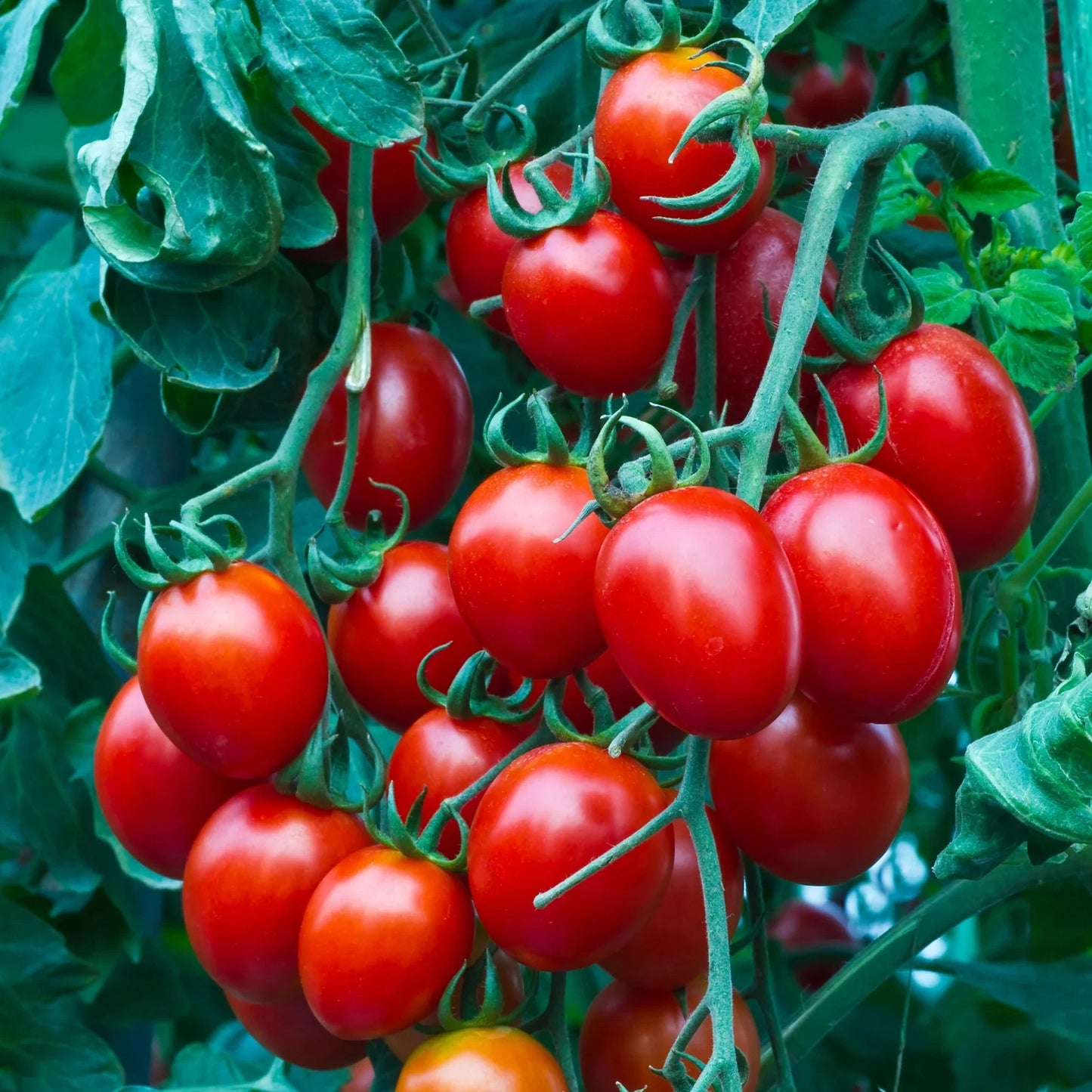 Heirloom Cherry Tomato Seeds - 100+ Non-GMO Sweet Seeds - Organic Variety - Perfect for Home Gardens