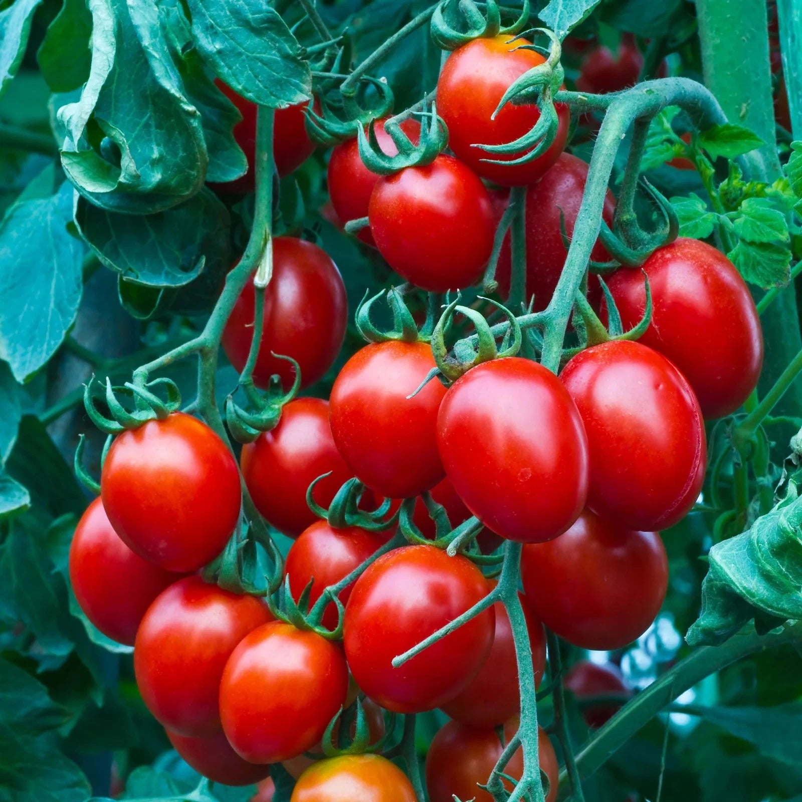 Heirloom Cherry Tomato Seeds - 100+ Non-GMO Sweet Seeds - Organic Variety - Perfect for Home Gardens