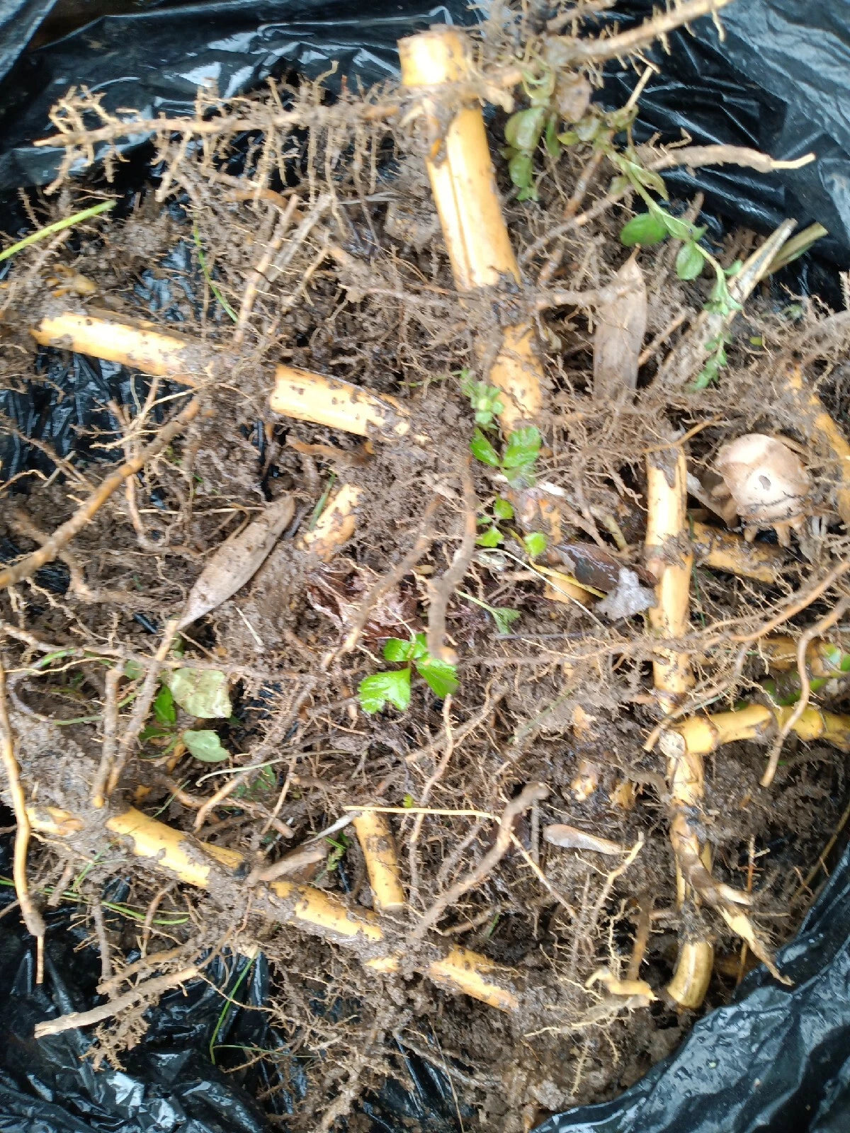 2 Spring SA / Mosso Bamboo Bare Root (Phyllostachys edulis) – Giant Timber Bamboo, Fast Growing, Cold Hardy, Clumping