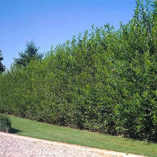 Aussie Willow Trees for Planting - Fast Growing Privacy Tree - Salix babylonica - Ideal for Windbreaks and Shade
