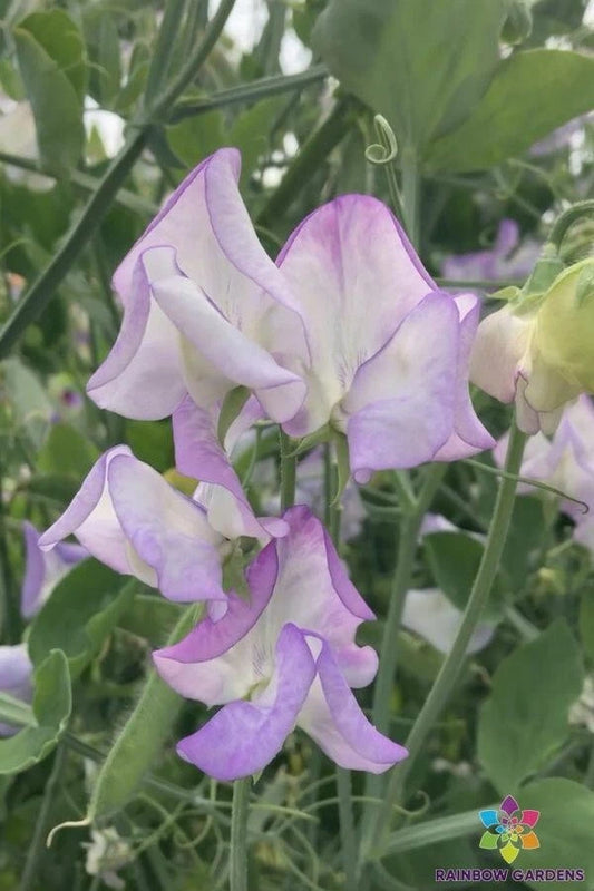 Butterfly Sweet Pea Seeds - 50+ Pack for Garden Planting - Lathyrus latifolius - USA
