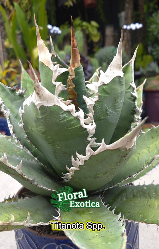 Agave Titanota Starter Pups - Rare Agave Succulent Plants for Sale - Perfect for Indoor or Outdoor Gardening