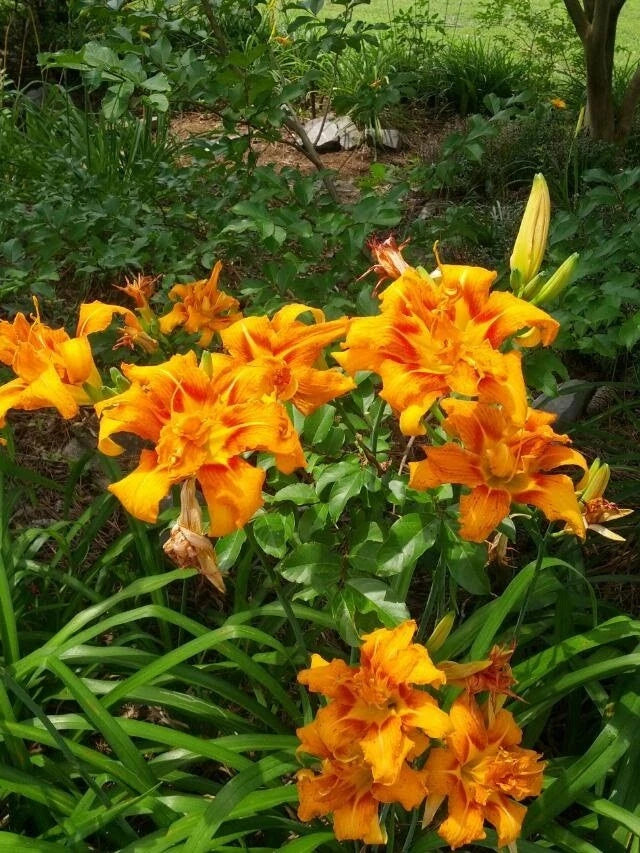 Kwanso Daylily Live Plants - 5 Bare Root Plants, 2-3 Years Old, Hemerocallis fulva