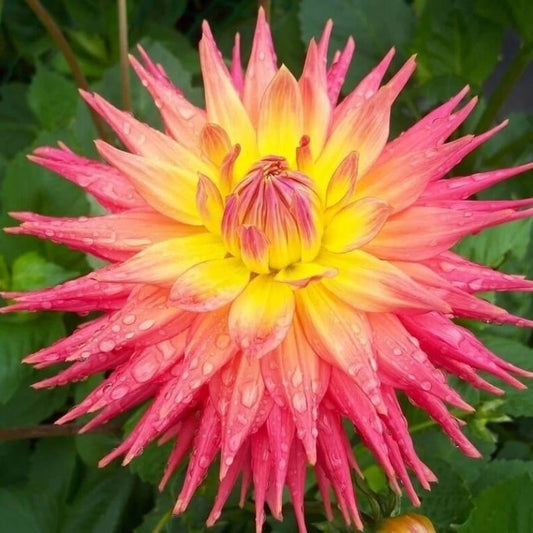 Dahlia Flower Seeds 20PCS - Rare Beautiful Perennial Variety - Ideal for Gardens (Dahlia spp.)