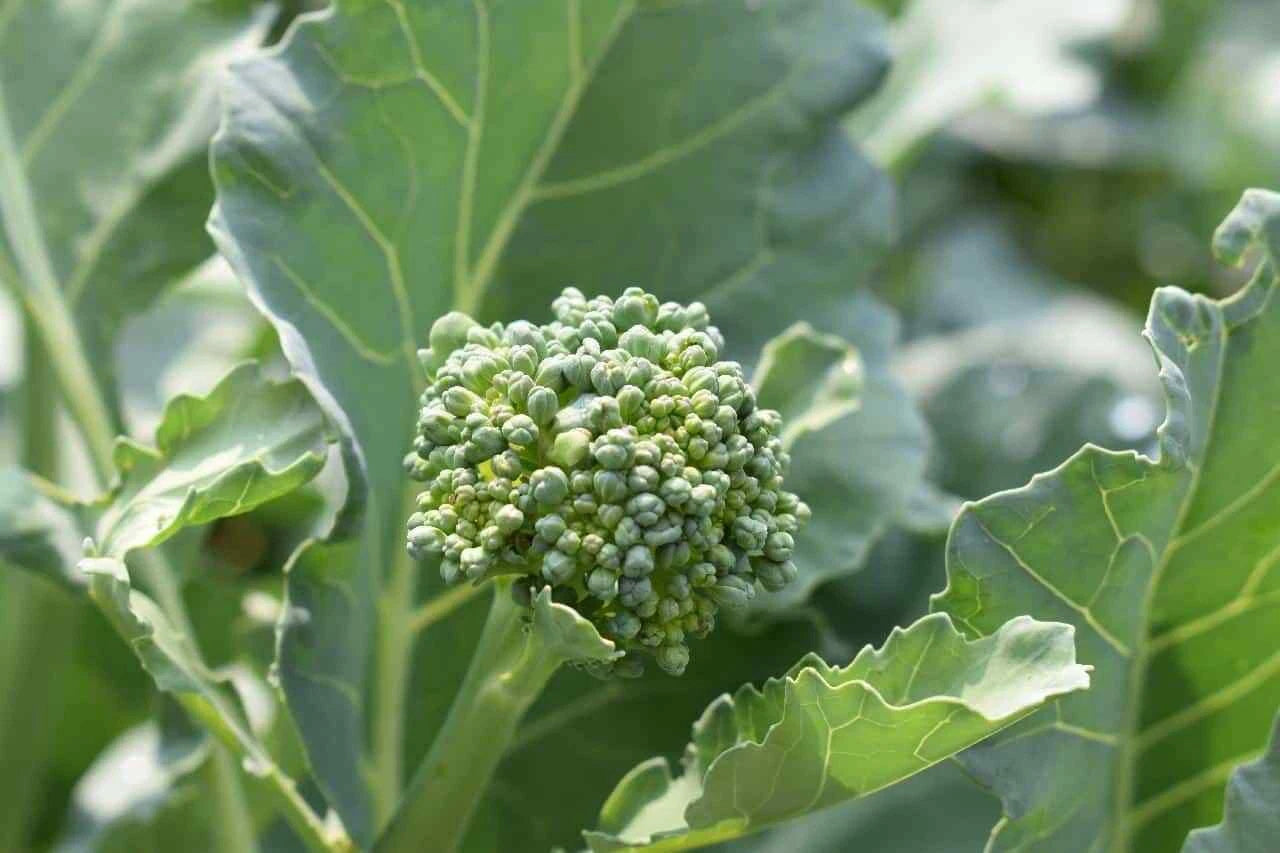 Broccoli Raab Seeds - Early Spring Rapini, Non-GMO, Free Shipping - Brassica rapa var. ruvo