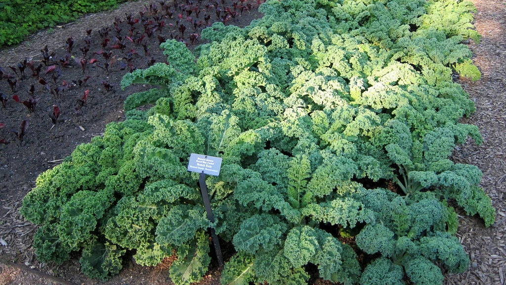 Kale Seeds, Dwarf Blue Curled, 100 Seeds, Brassica oleracea var. sabellica, Organic Heirloom Vegetable Seeds