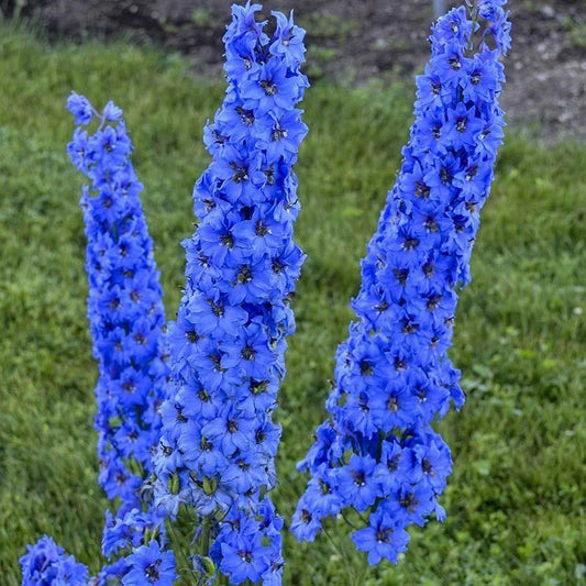 25 Bright Blue Delphinium Seeds - Perennial Garden Flower - Delphinium elatum