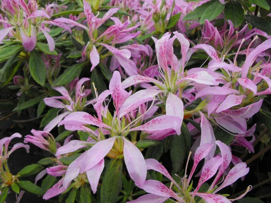 Azalea Starter Plant - Koromo Shikibu - Rhododendron - Rare Deciduous Variety