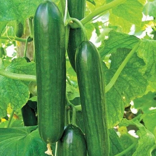 Ashley Long Cucumber Seeds - 100+ Heirloom, Non-GMO, Organic - Cucumis sativus