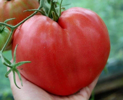 Anna Russian Tomato Seeds - 30+ Heirloom Organic NON-GMO - Rare Variety - Perfect for Home Gardening