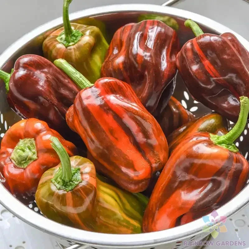 Candy Cane Chocolate Cherry Sweet Pepper Seeds - 25+ Pack for Garden - Capsicum annuum