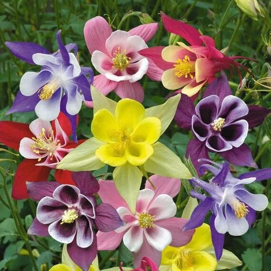 Columbine Seeds - Mckana Giant Mix - Perennial Flower Seeds for Hummingbirds & Butterflies - Non-GMO - 1000 Count