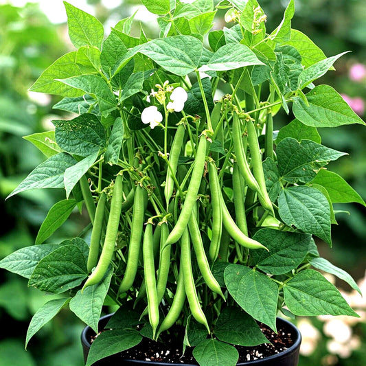 Blue Lake Green Bean Seeds - 75+ Heirloom Non-GMO - Ideal for Garden - Phaseolus vulgaris