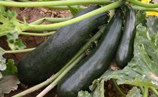 Black Beauty Zucchini Squash Seeds - 25+ Seeds for Planting - Heirloom Variety - Cucurbita pepo - USA
