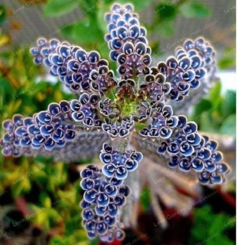 25 Rare Dark Blue Kalanchoe Seeds | Succulent Flower Seeds | Kalanchoe spp. | US Seller
