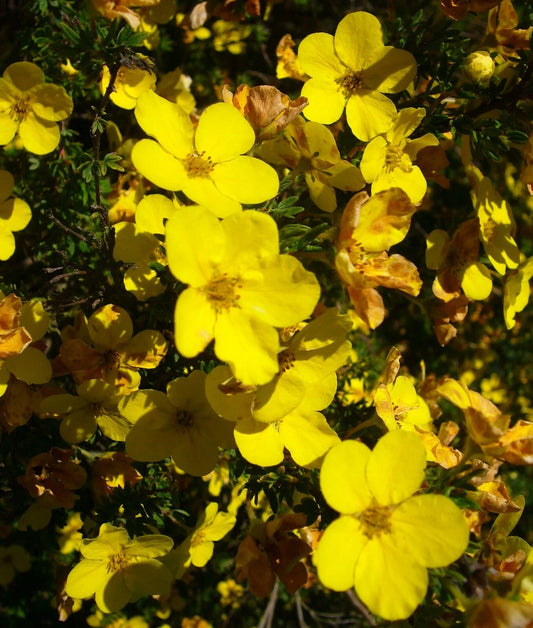 Aurea Potentilla Perennial Seeds - 1000 Seeds - Golden Cinquefoil - Potentilla aurea - Fresh Live Plant, Fast Shipping