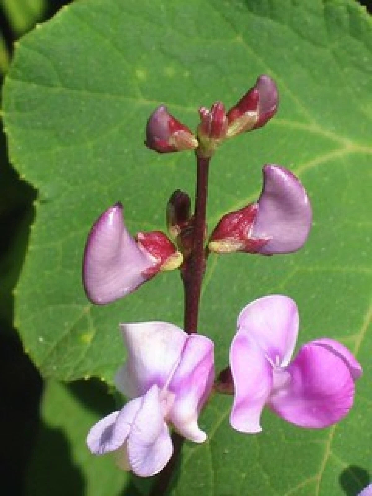 Wild Pea Vine Seeds - Organic Dolichos biflorus - 25 Seeds - Edible Ground Cover Plant