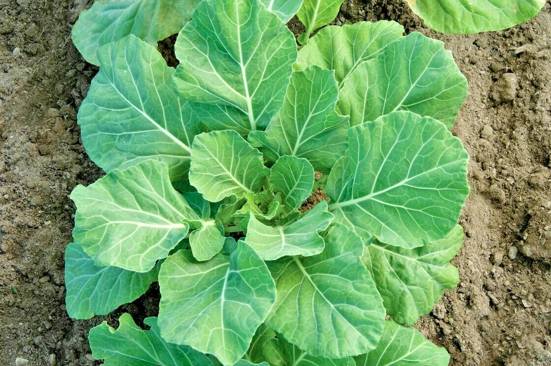 Champion Collard Greens Seeds - 601+ Premium Vegetable Seeds for Spring & Fall Garden, Ideal for Patio & Container Gardening