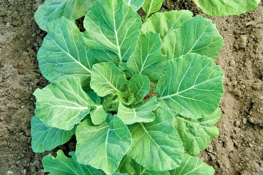 Champion Collard Greens Seeds - 601+ Premium Vegetable Seeds for Spring & Fall Garden, Ideal for Patio & Container Gardening