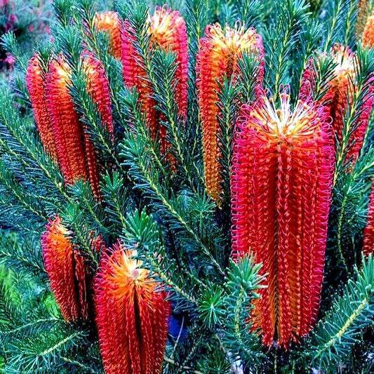 10 Lantern Fireworks Tree Seeds, Banksia ericifolia "Little Eric", Rare Flowering Variety