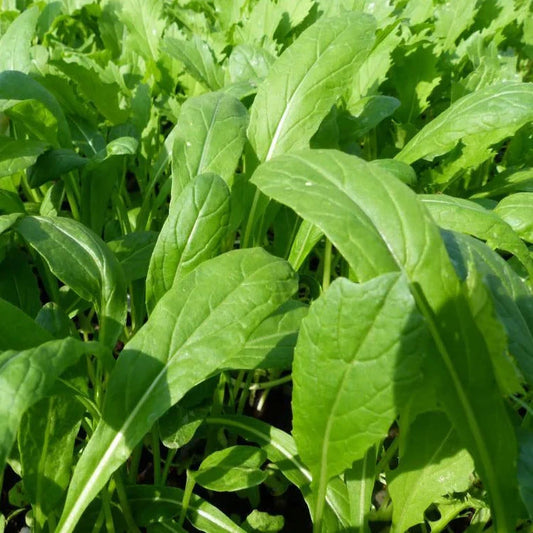 Mibuna Mustard Greens Seeds - Brassica Rapa Japonica, Dento Variety for 2025 Planting