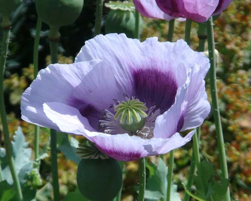 Blue Moon Poppy Seeds Pack - 200+ Seeds for Garden Planting - Papaver somniferum - USA Grown, Free Shipping