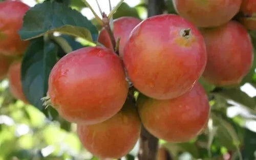 25+ Rosehip Crabapple Seeds for Garden Planting - Malus coronaria - Heirloom Seeds - USA Grown, Free Shipping