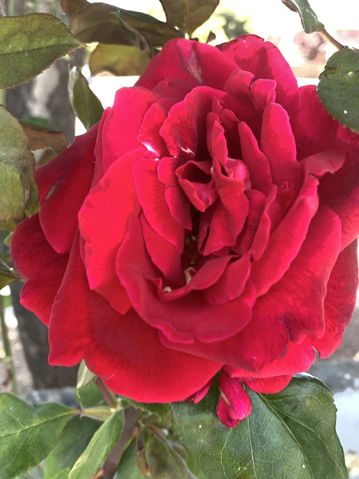 5 Cuttings of Velvet Pink Fragrant Rose, 6 Inch Long, No Roots - Rosa spp.
