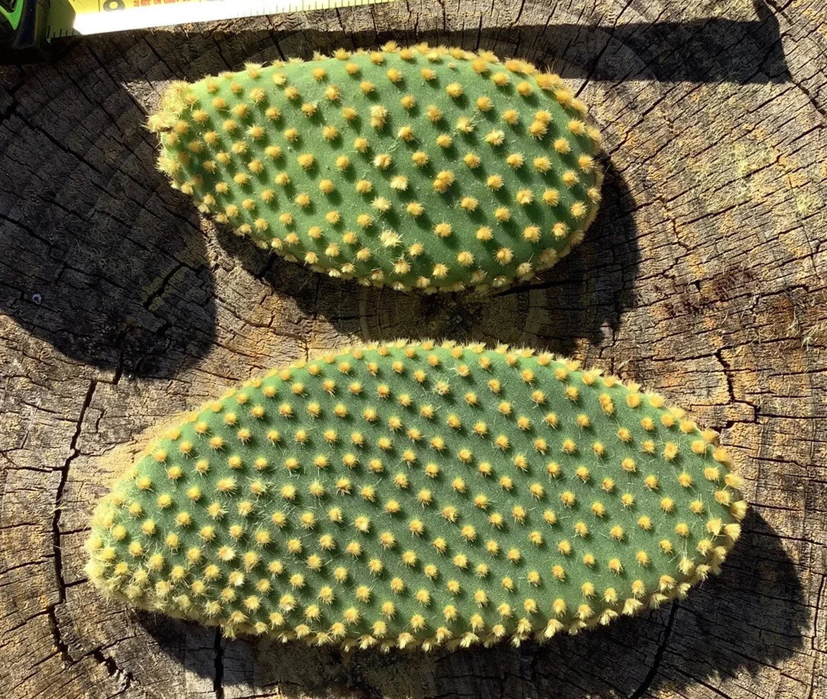 Bunny Ears Cactus Cuttings - Opuntia Microdasys | 7 Fresh Pads | Cute Prickly Pear | Easy to Grow Succulent | Live Unrooted Cactus