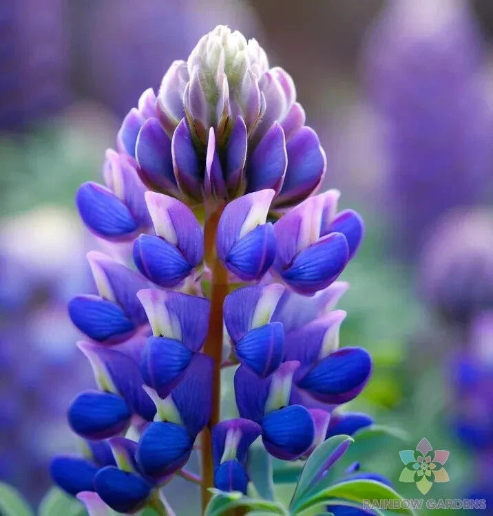 Arroyo Lupine Seeds - 25+ Pack - Wildflower Seeds for Garden Planting - Lupinus succulentus