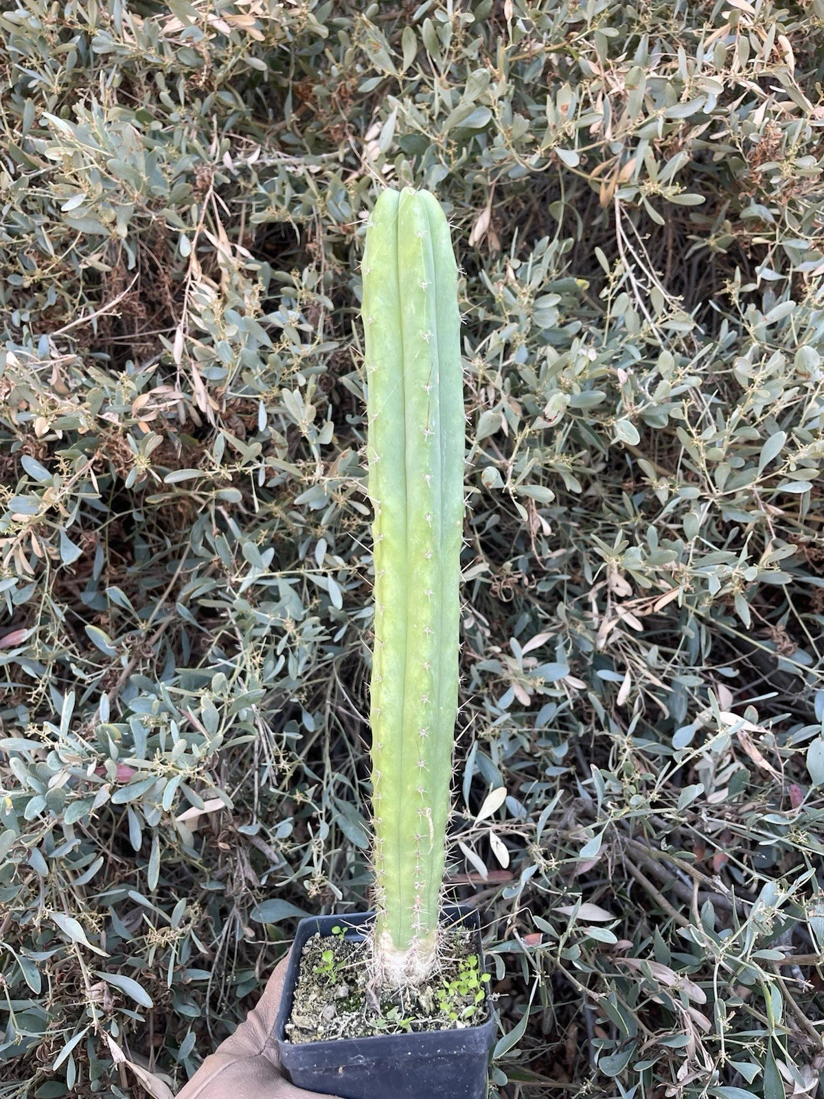 Echinopsis Cactus Hybrid Seedling 14in Live Rooted Plant - Desert Theater Pach. "Spaceship" × Desert Theater Bridge Hybrid