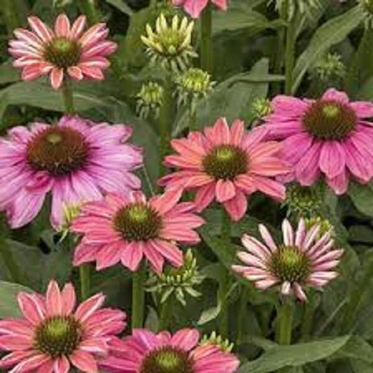 50 Butterfly Rainbow Coneflower Seeds - Echinacea Perennial Blooming Flowers, Colorful Garden Seeds for Pollinators