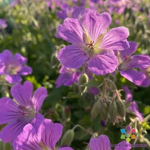 25+ Sirak Geranium Seeds for Garden Planting - Pelargonium 'Sirak' - USA Grown, Home Garden, Easy to Grow