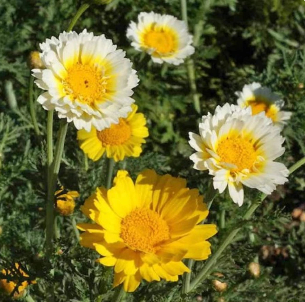 Daisy Garland Chrysanthemum Seeds - 1000 Japanese Greens Seeds - Edible Flower Variety, Perfect for Gardens and Culinary Use