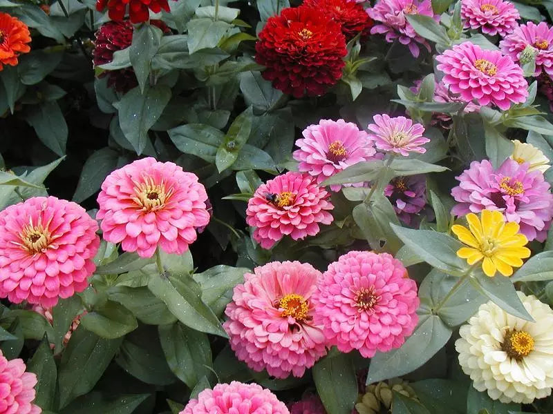 215 Seeds Lilliput Zinnia Variety - Fast Blooming Flower Seeds - GroCo USA