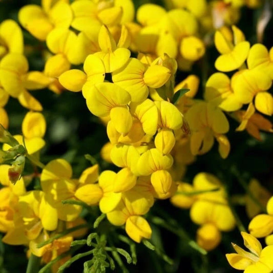 Bird's Foot Trefoil Seeds 200+ Lotus Corniculatus Perennial Wildflower Seeds USA Free Shipping