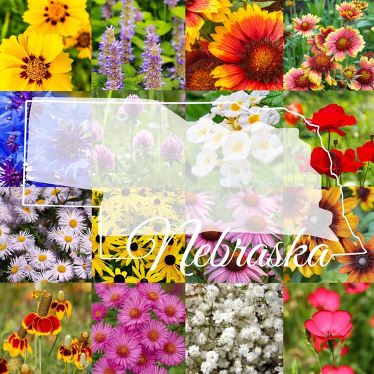 Bulk Wildflower Seed Mix 1/4LB Eastern Nebraska Blend, Covers 2,000 sq ft - Native Wildflowers for Gardens (Various Species)
