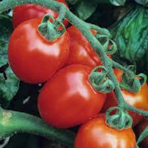 Italian Roma Tomato Seeds, Heirloom Variety, Non-GMO, 100 Seeds - Perfect for Home Gardening and Culinary Use