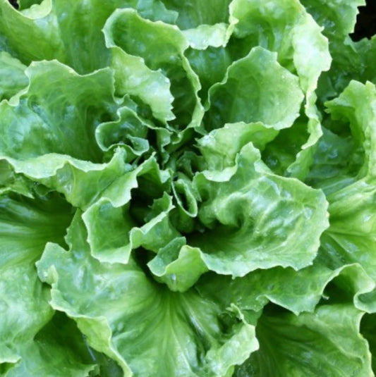 Broadleaf Batavian Endive Seeds - Non-GMO Heirloom Escarole - Vegetable Garden Seeds for Planting