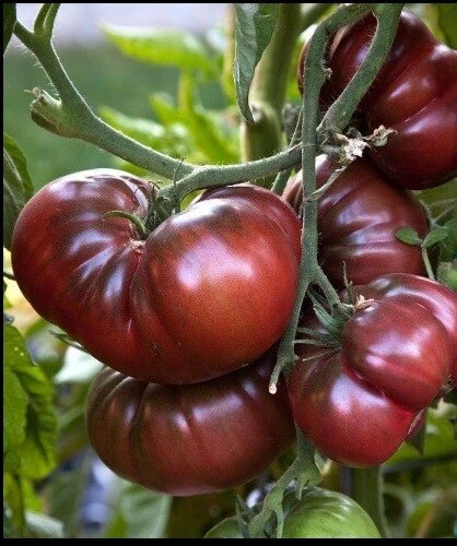 Brandywine Black Tomato Seeds - 30 to 200 Heirloom Non-GMO Slicing Variety (Solanum lycopersicum)