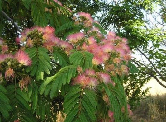 Mimosa Silk Tree Seeds, 30 Count, Fast-Growing, Hardy, Showy, Fragrant, Albizia julibrissin