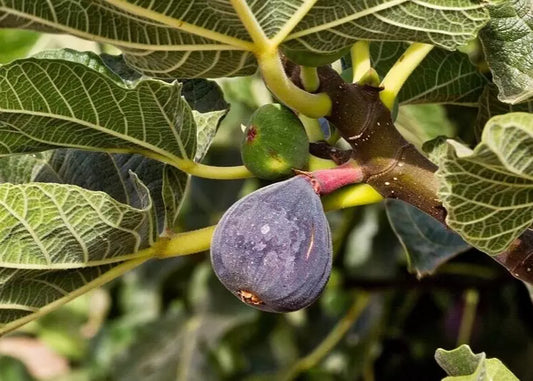 Black Madeira Fig Cuttings - 2 Premium Cuttings + Willow Water for Rooting - Ficus carica